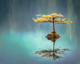 tiny island with a single tree taking up all of the space